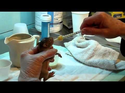 How to feed a baby squirrel