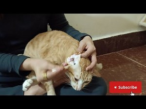 Cat Ears Cleaning Video Orange Cat Family Grooming | Meow Family