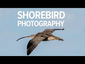 Photographing migratory shorebirds - the Far Eastern curlew