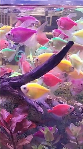 “Glofish: The Fish That Glows, Colored Fish Made With Jellyfish DNA” #shorts