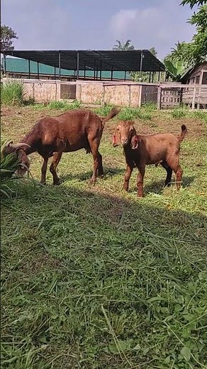 Kalahari Red Goat & Her 3Month-Old Kid South Africa's Hardy Meat Breed
