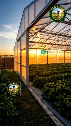 💰Small Land, Big Profit | Future of Tamil Nadu Farming | polyhouse | #shorts