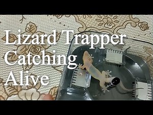 How To Get Rid Of Lizards / Cockroach. Best House Lizard Trap no glue trap no poisonous