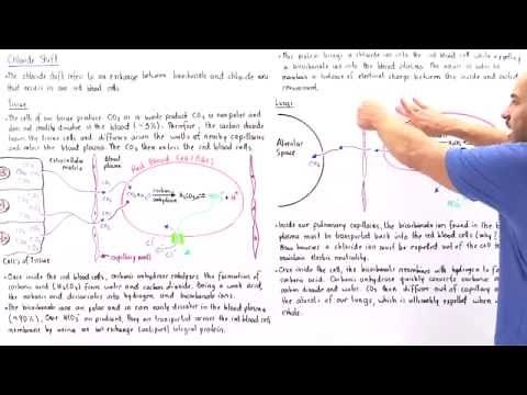 Chloride Shift in Red Blood Cells