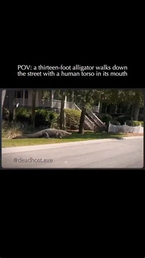 deadhost.exe on Instagram: "On September 22, 2023, a resident in Clearwater, Florida, noticed a massive 13-foot-8-inch alligator dragging what appeared to be a body through a residential neighborhood. The witness initially believed the animal was carrying a store mannequin, but as he got closer, he realized with horror that it was a human torso. The alligator had been living in a nearby canal before surfacing with the remains of 41-year-old Sabrina Peckham. Sabrina was a homeless woman who had b