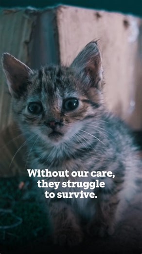 63 reactions | Sick and abandoned kittens still need your help. Please donate £3 a month to help pay for kitten milk for little ones in need. | Cats Protection | Facebook
