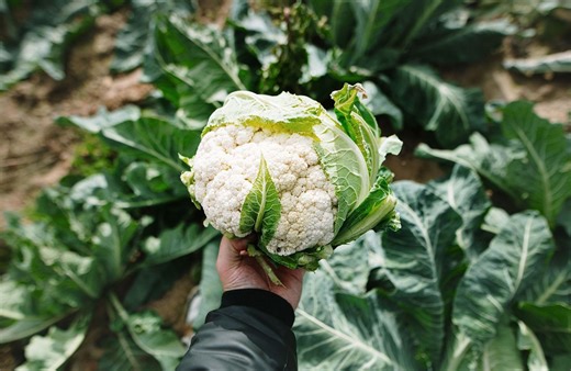 Comment cultiver le chou-fleur au potager ?