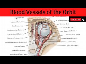 Blood vessels of the Orbit | Ophthalmic artery & branches | Superior & Inferior Ophthalmic Veins