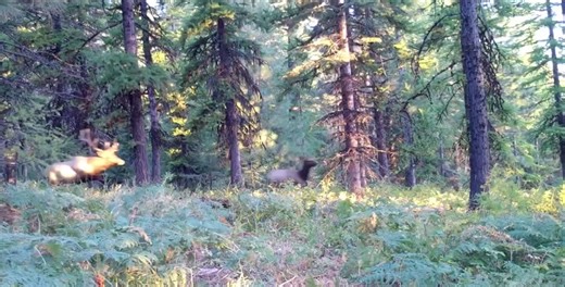 Cow Elk vs Bull Elk: Hunting and Bowhunting Encounters