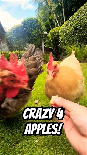 CRAZY 4 APPLES! 🐔💕 My chickens love to devour them... also relaxing sound ASMR lol