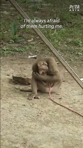 Monkeys in CHAINS: Forced Labor for Thailand's Coconuts