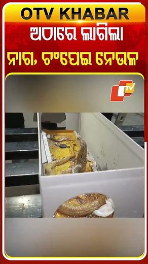 ମୂଷା ଅଠାରେ ଲାଗିଲା ନାଗ ସାପ , ଚମ୍ପେଇ ନେଉଳ #OTVshorts #Bhubaneswar