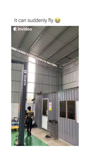 Hist Humor | This video demonstrates a practical application of avian instinct to manage pests within a large industrial space. ​The Subject The animal... | Instagram