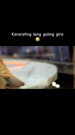 Hilarious Ginger Cat Moments with Garfield