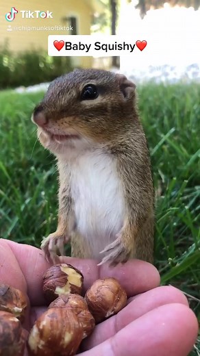 Meet Baby Squishy the Adorable Chipmunk