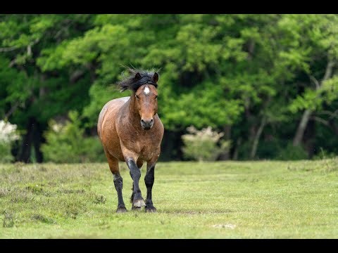 New Forest stallions released 2025