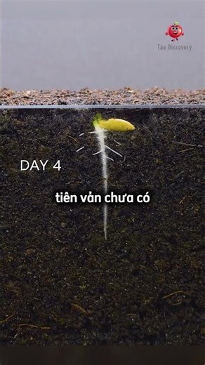 Trồng hạt dưa chuột trong 55 ngày thì điều gì sẽ xảy ra 😯