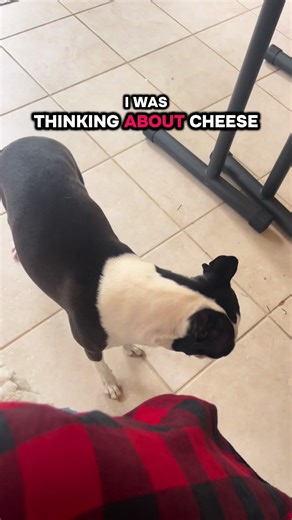 Cheese Tax with Boston Terriers: A Pet Fluencer Moment