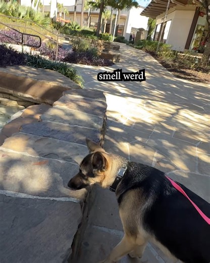 CHANEL / German Shepherd on Instagram: "She lowkey hates Christmas #germanshepherd #dog #furbaby"