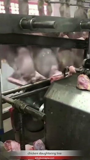 poultry chicken abattoir slaughterhouse slaughtering processing equipment slaughtering line