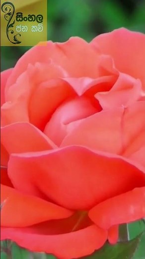 Sinhala Jana Kavi | Lee Keli Kavi