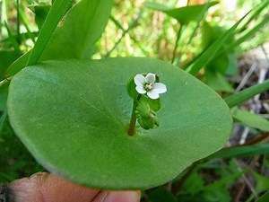 Claytonia perfoliata - Alchetron, The Free Social Encyclopedia