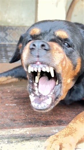 Angry Rottweiler barking sounds #rottweiler #petsempire #cute #barkingsound
