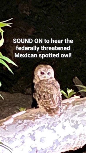 SOUND ON! 🔊 🦉 AZGFD biologists captured something amazing in Kielberg Canyon, a potential breeding pair of federally threatened Mexican spotted owls. Stephanie Cobbold and Jared Farquhar hiked deep into the remote Galiuro Mountains to see if the owls still live there. Using two acoustic recorders, they captured multiple vocalizations from a male and female owl. Some recordings even captured the pair calling together, suggesting potential breeding in the canyon. This data will inform ongoing ma