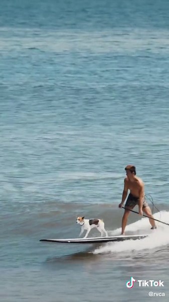 #LucaPadua cruising in Malibu 🖤🌊 #rvca #balanceofopposites #surf #surfing #fyp #foryou #foryoupage #california #malibu #dog #dogsurfing #ocean #beach #viral #wow