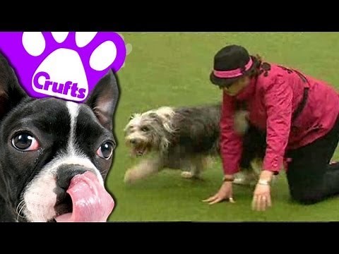 Best of Dog Dancing! Crufts