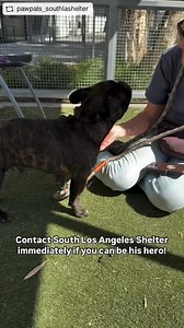 26K views · 1.3K reactions | Great news King was rescued! Please wait...