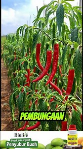 Cara Bikin Cabai Berbuah Lebat Tanpa Ribet