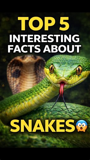 Top 5 Snake Facts 🐍 #snake #facts