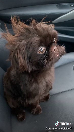 Motivational Pep Talk for Branston the Shih Tzu | Dog Lover Inspiration