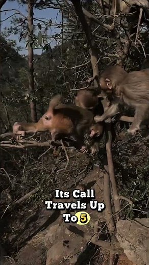 Howler Monkey: The Loudest Voice in the Forest