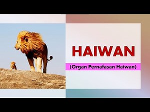 SAINS TAHUN 4 - ORGAN PERNAFASAN HAIWAN