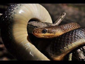 ELEGANCE V ŠUPINÁCH - UŽOVKA STROMOVÁ (PŘÍBĚHY ČESKÉ PŘÍRODY)