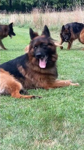 Playful German Shepherds Having Fun Together in the Yard | Cute Dog Moments