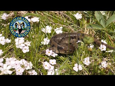 Wildlife at Steamboat Lake State Park