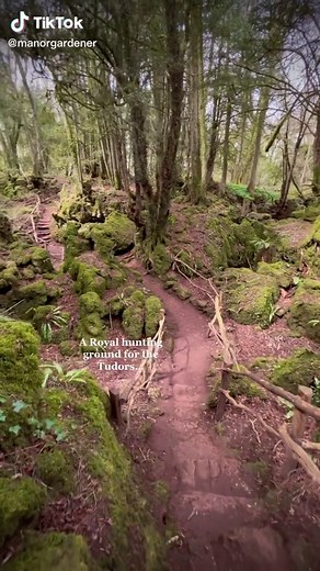 Exploring Puzzlewood: A Magical Forest Adventure