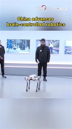 China is making groundbreaking strides in brain-controlled robots, as showcased in a recent video where an engineer, equipped with a brain-computer interface, effortlessly commands a robot dog using his thoughts. This cutting-edge technology harnesses the power of brainwaves to control machines, paving the way for revolutionary advancements in this field. #Trending For more: https://english.cctv.com/ | CCTV