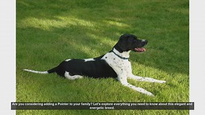 Is a Pointer the Right Dog for You? Everything You Need to Know!