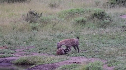 9.9K views · 78 reactions | Watch why Hyena dating is far worse for males than female Hyenas_#wildlifephotography #wildlife #krugernationalpark #nature #animals1 | Soul | Facebook