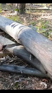 Building a bushcraft log cabin alone in the forest. | Adventures Bushcraft