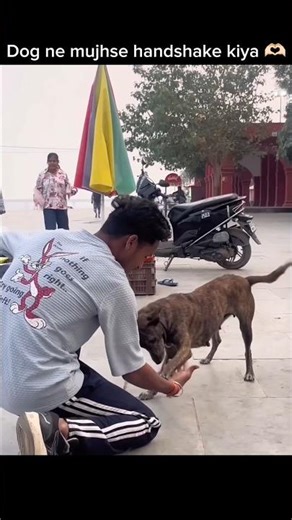 Dog ne mujhse handshake kiya 🫶🏻 #cute #dog #hanshake #doglove #dogshorts #youtube #shorts