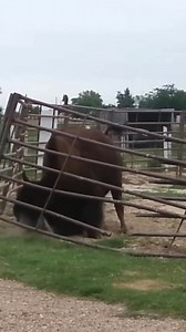 How Bison repair fences | Mamera