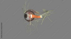 The medial rectus is an adductor, and functions along with the lateral rectus which abducts the eye .