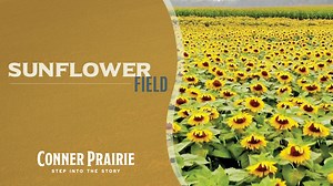 Our beautiful Sunflower Field is now open for that picture-perfect experience! 🌻🌻 Discover more: https://www.connerprairie.org/sunflower-field/ With three acres to explore, our field features three varieties of sunflowers native to Indiana while inspiring conversations about how these sun-drenched flowers are important to habitats and the environment. From special pop-up wedding ceremonies to professional photoshoots and more, soak up the final days of summer. Sunflowers rely on mother nature;
