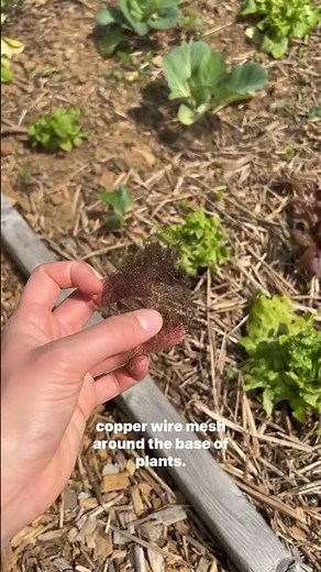 Slugs on Lettuce #gardeningtips