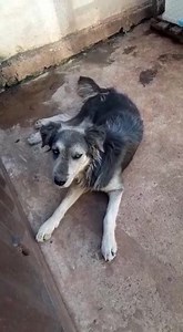 1K views · 18 reactions | Hercules cruza de husky y pastor aleman 1 año esta en adopcion..los requisitos son casa propia, patio cerrado, compromiso con vacunas y castracion, interesados contactar si llenan los requisitos...por favor  no tratamos con intermediarios...hercules se entiende con hembras.. | Protección Animal Amambay | Facebook